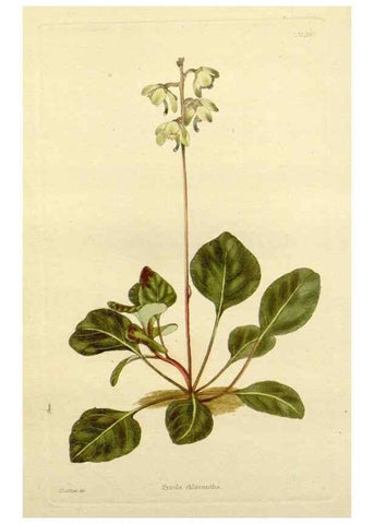 Reproducción/Reproduction 48783466402: The botanical cabinet. London :John & Arthur Arch ...,1817-1833.. 