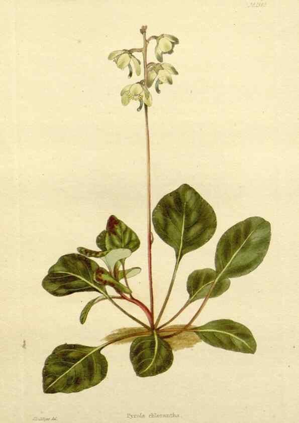 Reproducción/Reproduction 48783466402: The botanical cabinet. London :John & Arthur Arch ...,1817-1833.. 