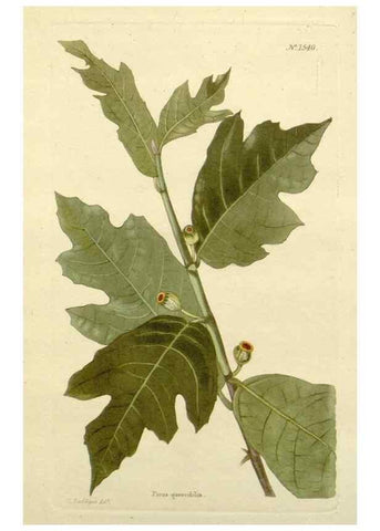 Reproducción/Reproduction 48783465397: The botanical cabinet. London :John & Arthur Arch ...,1817-1833.. 