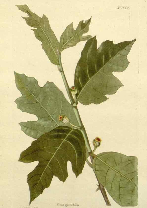 Reproducción/Reproduction 48783465397: The botanical cabinet. London :John & Arthur Arch ...,1817-1833.. 