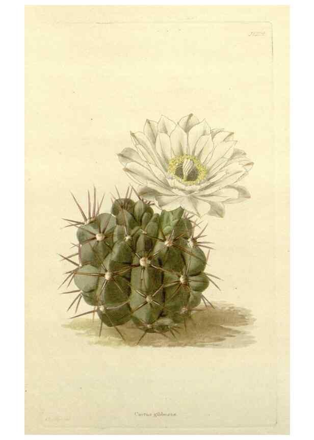 Reproducción/Reproduction 48783453572: The botanical cabinet. London :John & Arthur Arch ...,1817-1833.. 