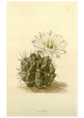 Reproducción/Reproduction 48783453572: The botanical cabinet. London :John & Arthur Arch ...,1817-1833.. 