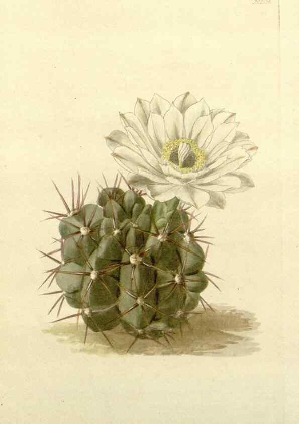 Reproducción/Reproduction 48783453572: The botanical cabinet. London :John & Arthur Arch ...,1817-1833.. 