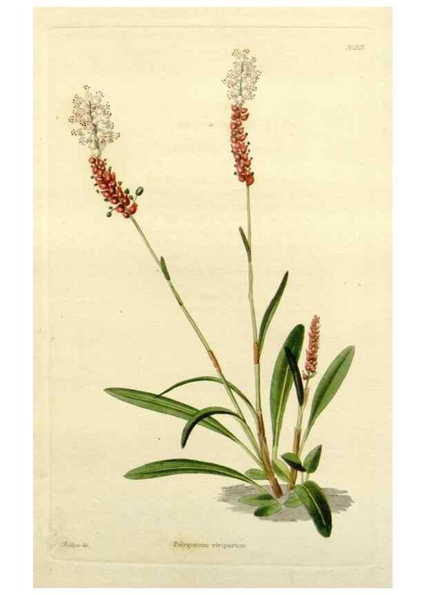 Reproducción/Reproduction 48783454062: The botanical cabinet. London :John & Arthur Arch ...,1817-1833.. 