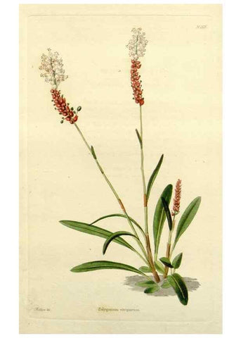 Reproducción/Reproduction 48783454062: The botanical cabinet. London :John & Arthur Arch ...,1817-1833.. 