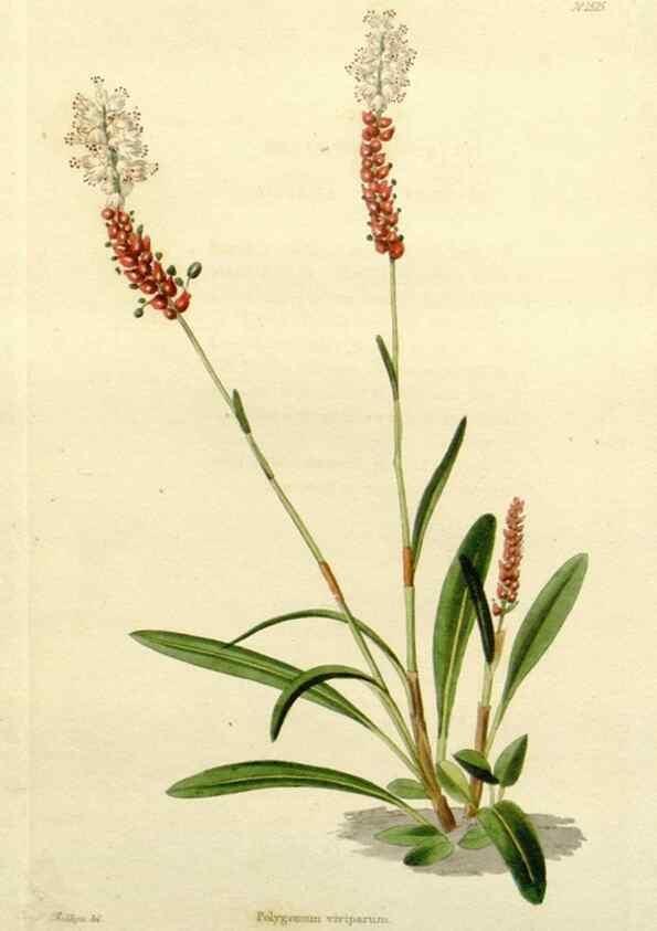 Reproducción/Reproduction 48783454062: The botanical cabinet. London :John & Arthur Arch ...,1817-1833.. 