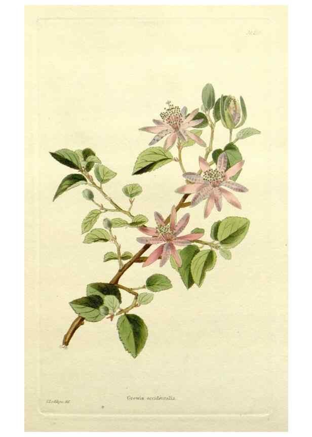 Reproducción/Reproduction 48783287576: The botanical cabinet. London :John & Arthur Arch ...,1817-1833.. 