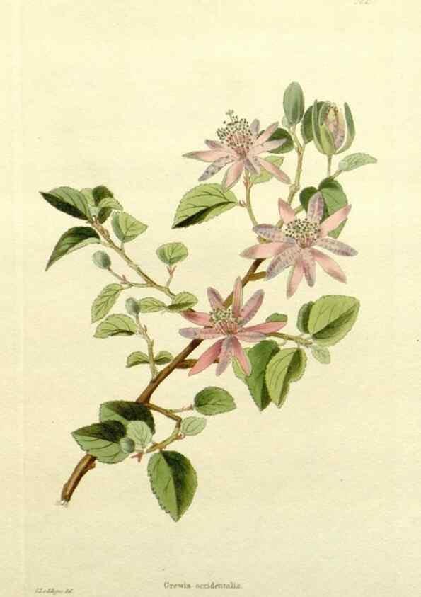 Reproducción/Reproduction 48783287576: The botanical cabinet. London :John & Arthur Arch ...,1817-1833.. 