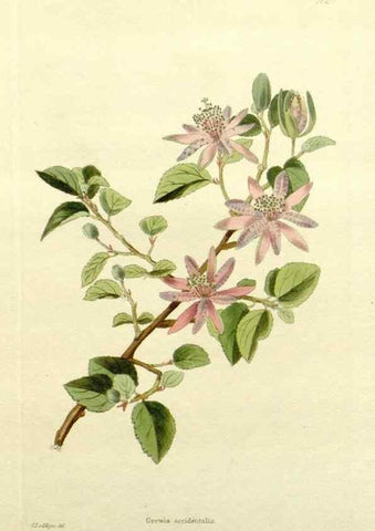 Reproducción/Reproduction 48783287576: The botanical cabinet. London :John & Arthur Arch ...,1817-1833.. 