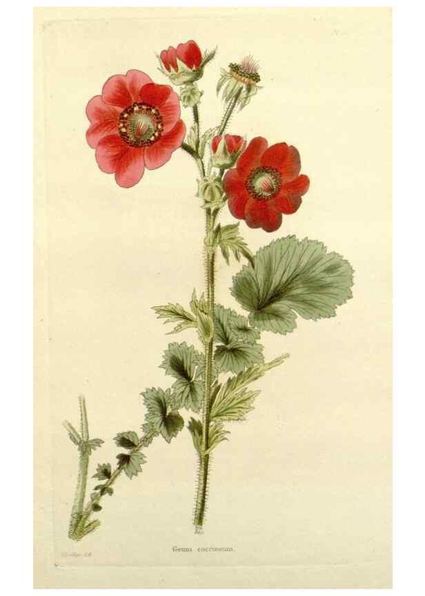 Reproducción/Reproduction 48782923768: The botanical cabinet. London :John & Arthur Arch ...,1817-1833.. 