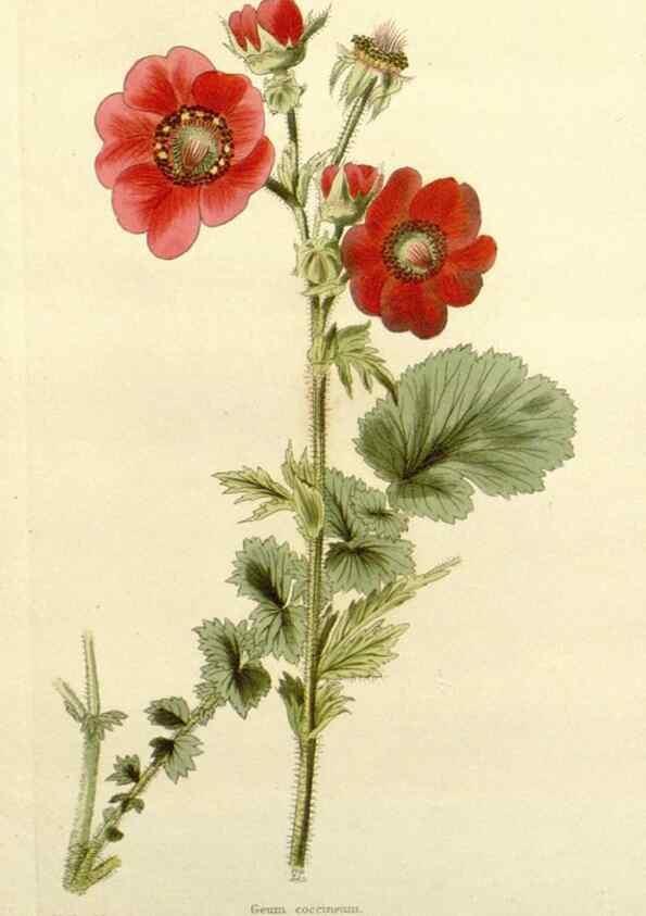 Reproducción/Reproduction 48782923768: The botanical cabinet. London :John & Arthur Arch ...,1817-1833.. 