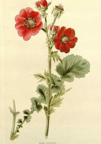Reproducción/Reproduction 48782923768: The botanical cabinet. London :John & Arthur Arch ...,1817-1833.. 