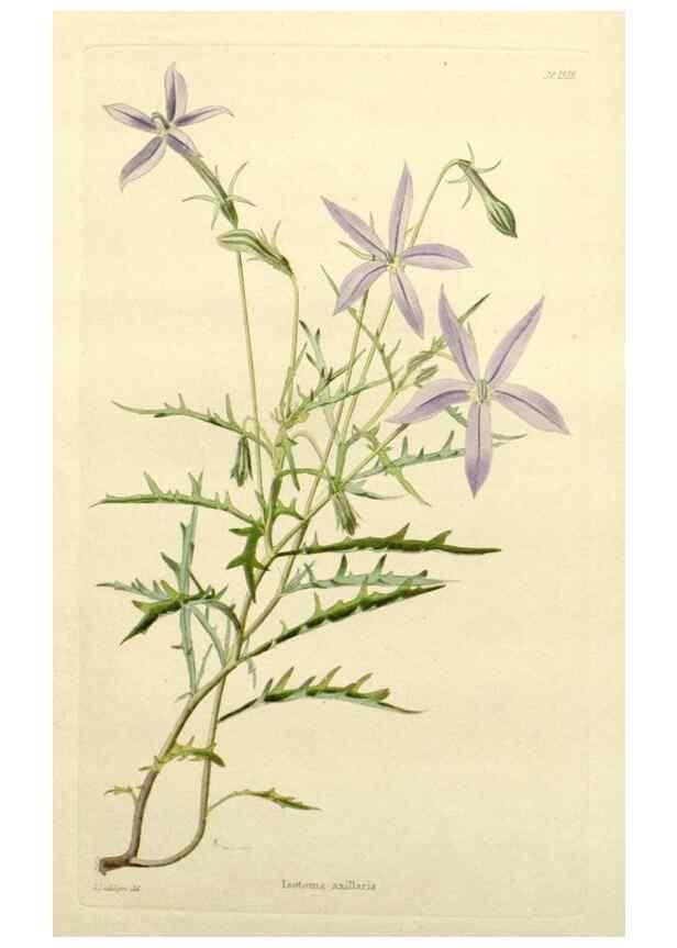 Reproducción/Reproduction 48783456512: The botanical cabinet. London :John & Arthur Arch ...,1817-1833.. 