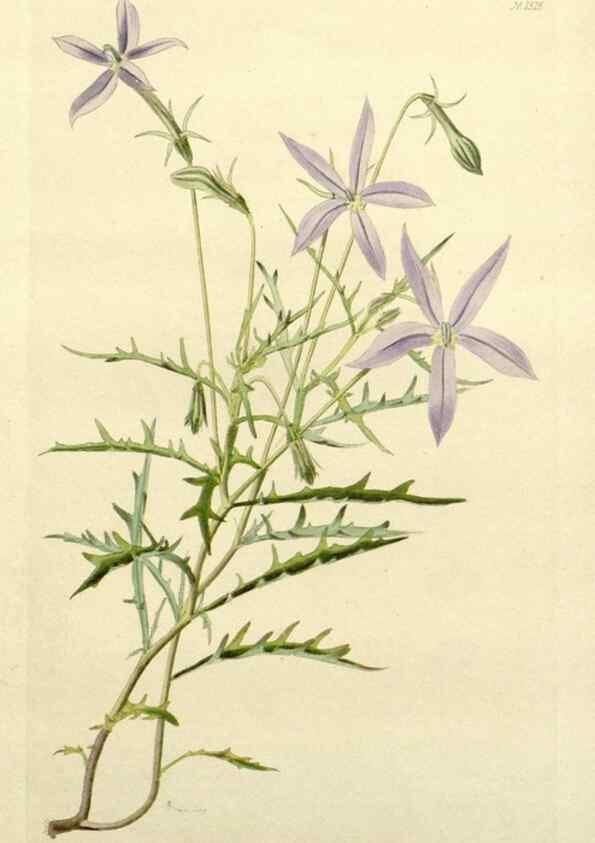 Reproducción/Reproduction 48783456512: The botanical cabinet. London :John & Arthur Arch ...,1817-1833.. 