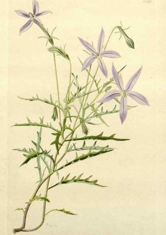 Reproducción/Reproduction 48783456512: The botanical cabinet. London :John & Arthur Arch ...,1817-1833.. 