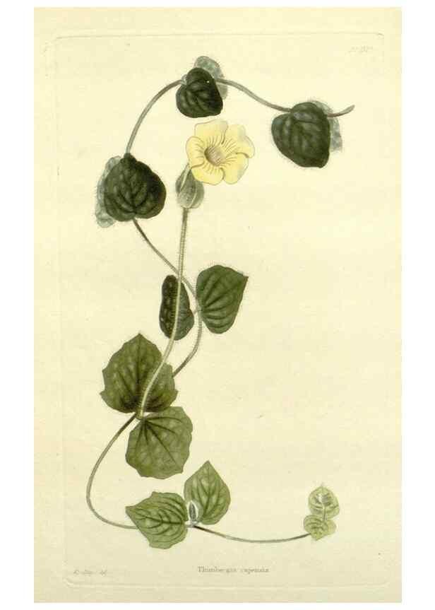 Reproducción/Reproduction 48783290576: The botanical cabinet. London :John & Arthur Arch ...,1817-1833.. 