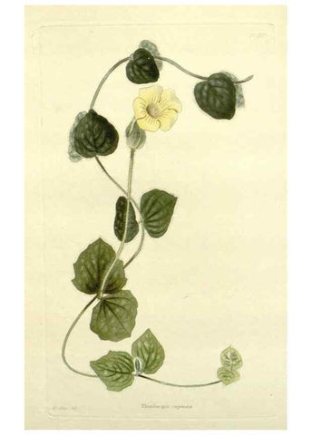 Reproducción/Reproduction 48783290576: The botanical cabinet. London :John & Arthur Arch ...,1817-1833.. 