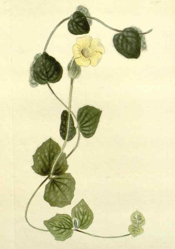 Reproducción/Reproduction 48783290576: The botanical cabinet. London :John & Arthur Arch ...,1817-1833.. 