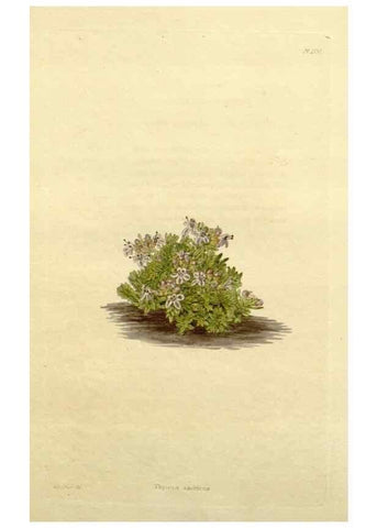 Reproducción/Reproduction 48783291686: The botanical cabinet. London :John & Arthur Arch ...,1817-1833.. 