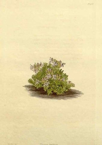 Reproducción/Reproduction 48783291686: The botanical cabinet. London :John & Arthur Arch ...,1817-1833.. 