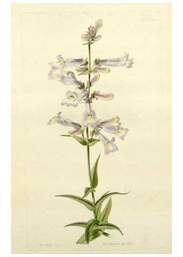 Reproducción/Reproduction 48782934068: The botanical cabinet. London :John & Arthur Arch ...,1817-1833.. 