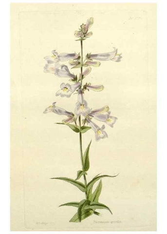 Reproducción/Reproduction 48782934068: The botanical cabinet. London :John & Arthur Arch ...,1817-1833.. 