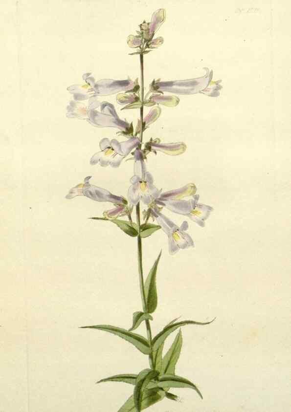 Reproducción/Reproduction 48782934068: The botanical cabinet. London :John & Arthur Arch ...,1817-1833.. 