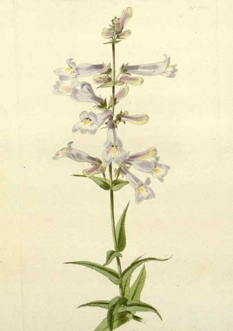 Reproducción/Reproduction 48782934068: The botanical cabinet. London :John & Arthur Arch ...,1817-1833.. 