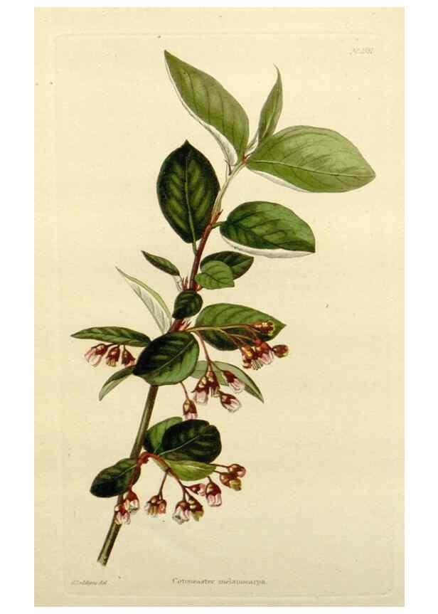 Reproducción/Reproduction 48783292126: The botanical cabinet. London :John & Arthur Arch ...,1817-1833.. 