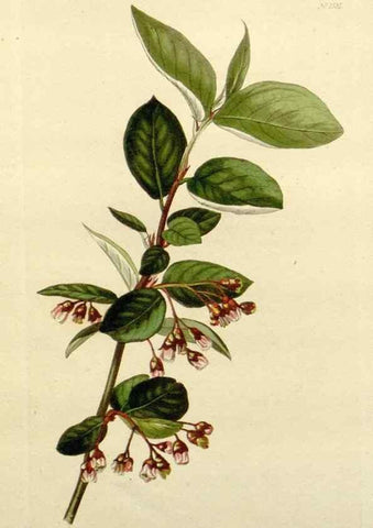 Reproducción/Reproduction 48783292126: The botanical cabinet. London :John & Arthur Arch ...,1817-1833.. 