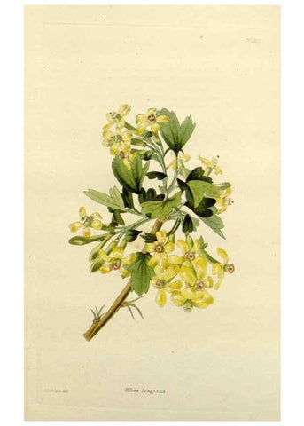 Reproducción/Reproduction 48783460687: The botanical cabinet. London :John & Arthur Arch ...,1817-1833.. 