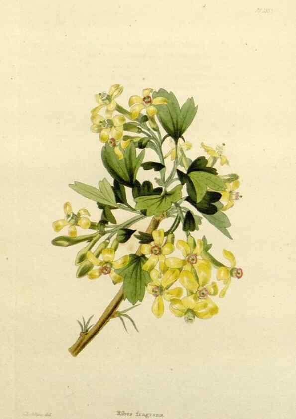 Reproducción/Reproduction 48783460687: The botanical cabinet. London :John & Arthur Arch ...,1817-1833.. 