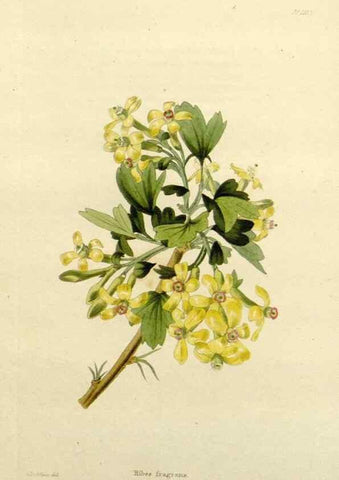 Reproducción/Reproduction 48783460687: The botanical cabinet. London :John & Arthur Arch ...,1817-1833.. 