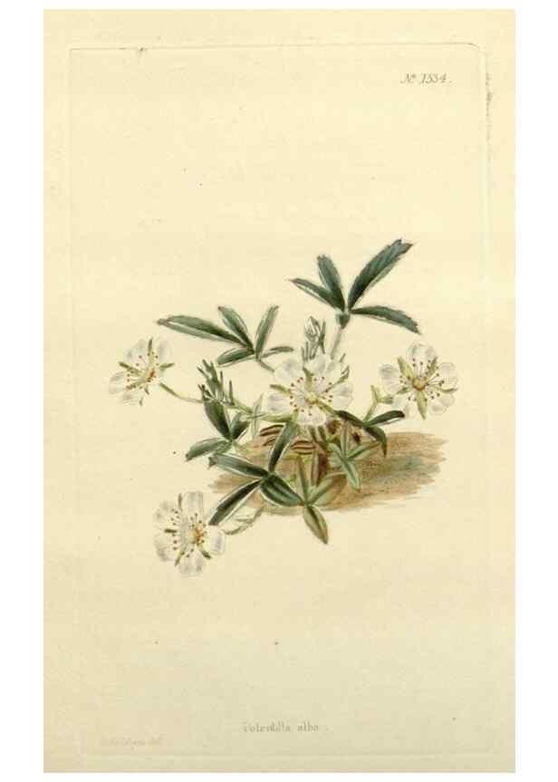Reproducción/Reproduction 48783461267: The botanical cabinet. London :John & Arthur Arch ...,1817-1833.. 