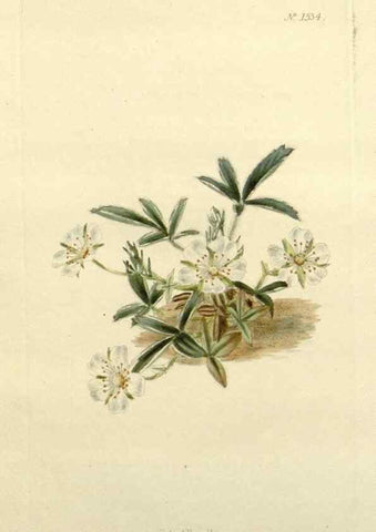 Reproducción/Reproduction 48783461267: The botanical cabinet. London :John & Arthur Arch ...,1817-1833.. 