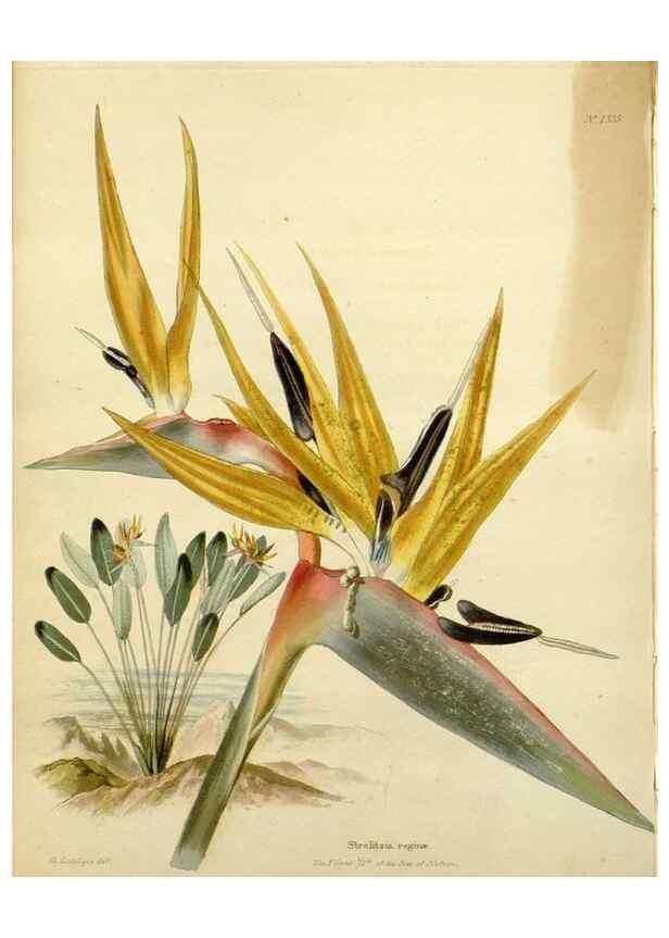Reproducción/Reproduction 48782929783: The botanical cabinet. London :John & Arthur Arch ...,1817-1833.. 
