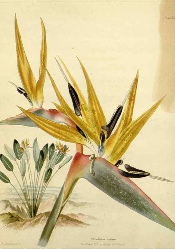 Reproducción/Reproduction 48782929783: The botanical cabinet. London :John & Arthur Arch ...,1817-1833.. 