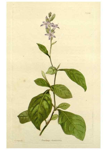Reproducción/Reproduction 48783295076: The botanical cabinet. London :John & Arthur Arch ...,1817-1833.. 