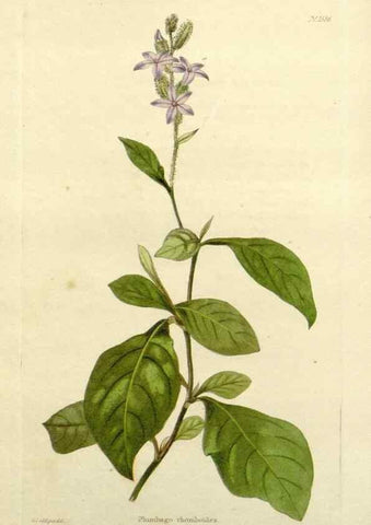Reproducción/Reproduction 48783295076: The botanical cabinet. London :John & Arthur Arch ...,1817-1833.. 