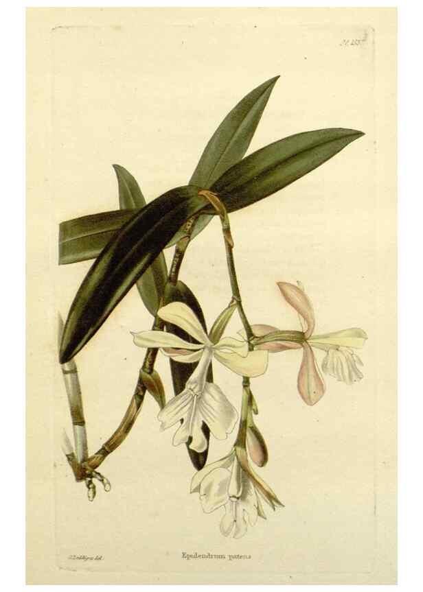Reproducción/Reproduction 48783296066: The botanical cabinet. London :John & Arthur Arch ...,1817-1833.. 