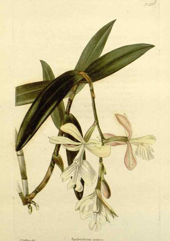 Reproducción/Reproduction 48783296066: The botanical cabinet. London :John & Arthur Arch ...,1817-1833.. 