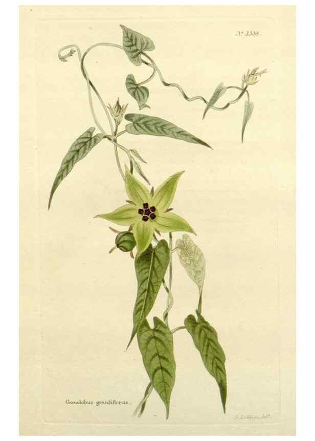 Reproducción/Reproduction 48783463682: The botanical cabinet. London :John & Arthur Arch ...,1817-1833.. 