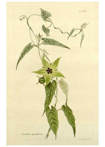 Reproducción/Reproduction 48783463682: The botanical cabinet. London :John & Arthur Arch ...,1817-1833.. 