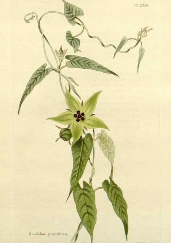 Reproducción/Reproduction 48783463682: The botanical cabinet. London :John & Arthur Arch ...,1817-1833.. 