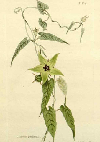Reproducción/Reproduction 48783463682: The botanical cabinet. London :John & Arthur Arch ...,1817-1833.. 