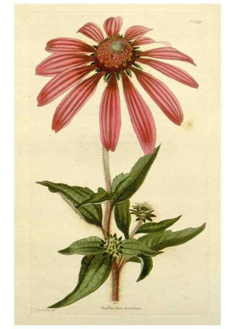 Reproducción/Reproduction 48783464672: The botanical cabinet. London :John & Arthur Arch ...,1817-1833.. 