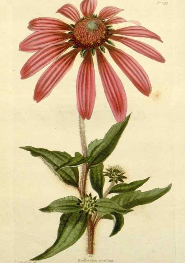 Reproducción/Reproduction 48783464672: The botanical cabinet. London :John & Arthur Arch ...,1817-1833.. 
