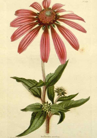 Reproducción/Reproduction 48783464672: The botanical cabinet. London :John & Arthur Arch ...,1817-1833.. 