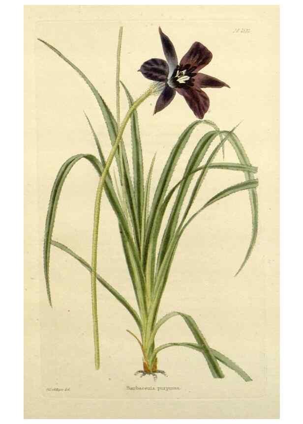 Reproducción/Reproduction 48783459987: The botanical cabinet. London :John & Arthur Arch ...,1817-1833.. 