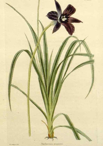 Reproducción/Reproduction 48783459987: The botanical cabinet. London :John & Arthur Arch ...,1817-1833.. 